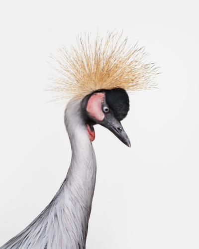 African Crane No 3 Randal Ford