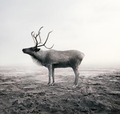 Alice Zilberberg Calm Caribou Alice Zilberberg 2019