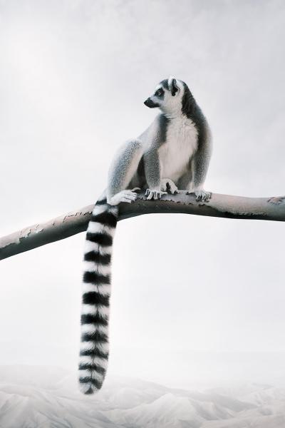 Alice Zilberberg Laid Back Lemur Alice Zilberberg 2020