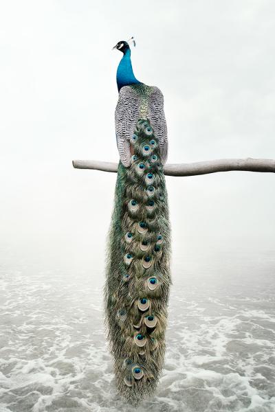 Alice Zilberberg Patience Peacock Alice Zilberberg 2019
