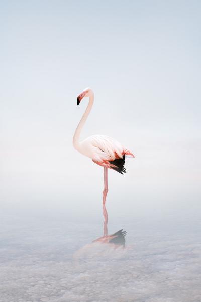 Alice Zilberberg Wondering White Flamingo Alice Zilberberg 2020