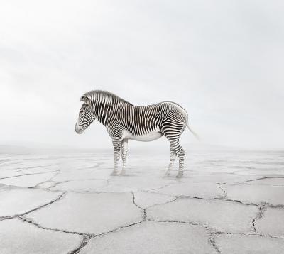 Alice Zilberberg Zen Zebra Alice Zilberberg 2019