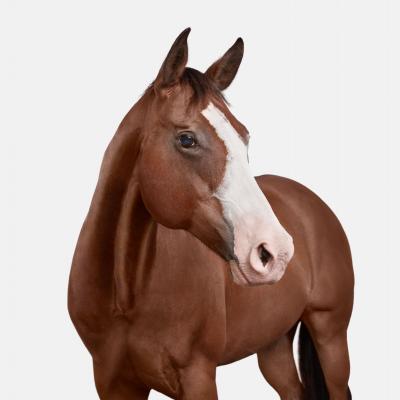 American Quarter Horse No 1 Randal Ford