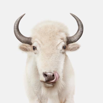American White Buffalo Randal Ford