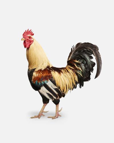 Americana Rooster No 1 Randal Ford