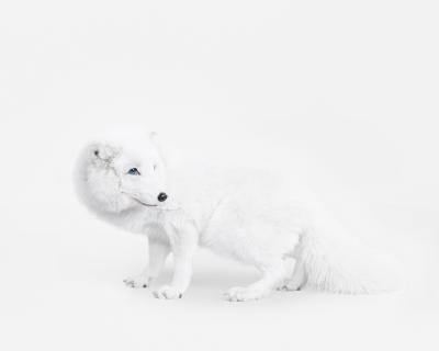 Arctic Fox No 1 Randal Ford