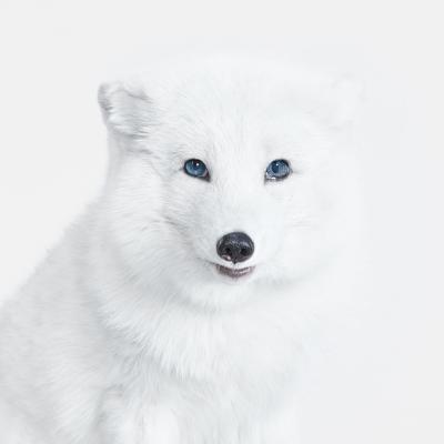 Arctic Fox No 2 Randal Ford