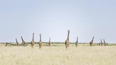 David Burdeny David Burdeny 12 Giraffes Maasai Mara Kenya 2018