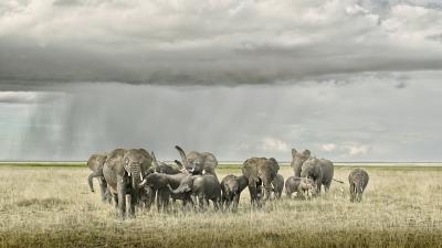 David Burdeny David Burdeny Elephant Day Care Amboseli Kenya 2018