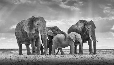 David Burdeny David Burdeny Elephant Family Maasai Mara Amboseli Kenya 2018