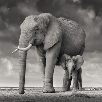 David Burdeny David Burdeny Elephant Mother and Calf II Amboseli Kenya 2018