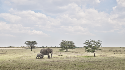 David Burdeny David Burdeny Elephant Mother and Calf Maasai Mara Kenya 2018