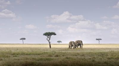 David Burdeny David Burdeny Elephant Pair Amboseli Kenya 2018