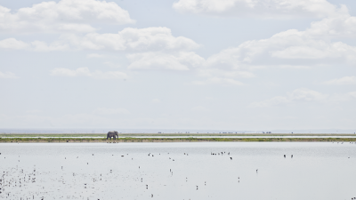 David Burdeny David Burdeny Elephant on the Horizon Amboseli Kenya 2018