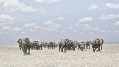 David Burdeny David Burdeny Elephants Crossing Dusty Plain Amboseli Kenya 2018