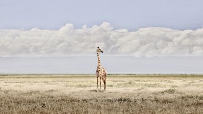 David Burdeny David Burdeny Head in the Clouds Amboseli Kenya 2018