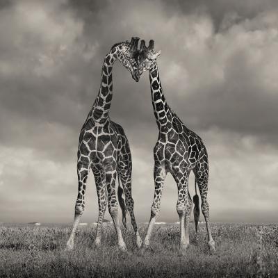 David Burdeny David Burdeny Heads Together Solio Kenya 2018