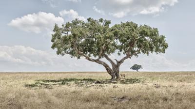 David Burdeny David Burdeny Lion Cubs Under Acacia Tree Maasai Mara Kenya 2018
