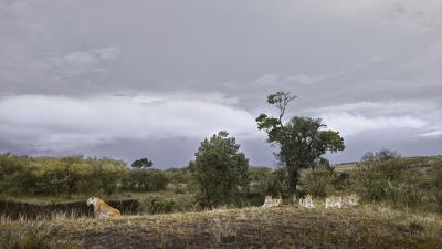 David Burdeny David Burdeny Lioness and Four Cubs Rivers Edge Maasai Mara Kenya 2018