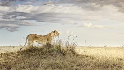 David Burdeny David Burdeny Lioness in Repose Maasai Mara Kenya 2018