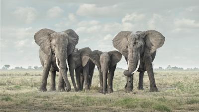 David Burdeny David Burdeny Solace Amboseli Kenya 2018