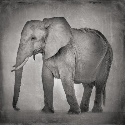 David Burdeny David Burdeny Young Mother Elephant wet plate Amboseli Kenya 2018