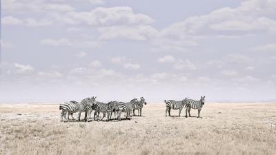 David Burdeny David Burdeny Zebra Plains Maasai Mara Kenya 2018