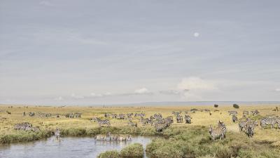 David Burdeny David Burdeny Zebras at Watering Hole Maasai Mara Kenya 2018