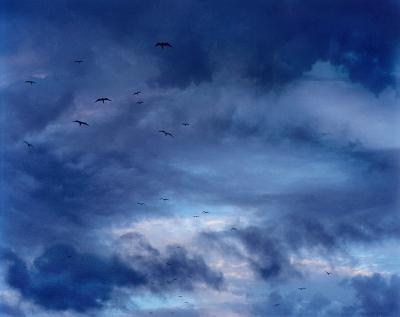 David Drebin Birds