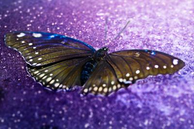 David Drebin David Drebin Fragile Beauty 2014