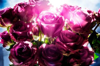 David Drebin David Drebin Spotting Rose 2014
