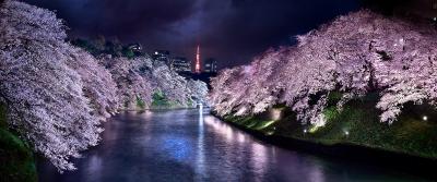 David Drebin Pink Nights