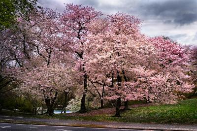 David Drebin Pink Parkway