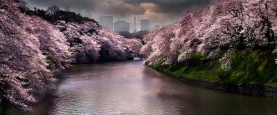David Drebin Pink Spring