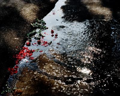 David Drebin Roses