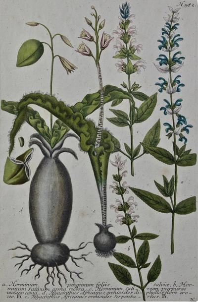 Johann Wilhelm Weinmann Weinmann 18th Century Hand Colored Botanical Engraving Horminum Peregrinum 