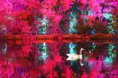 Mitchell Funk Marbled Duck on a Dreamy Vermillion Pond
