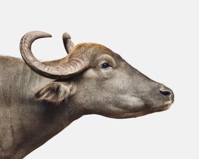 Randal Ford Asian Water Buffalo No 2 Randal Ford