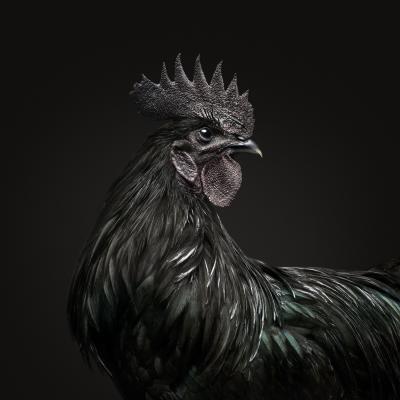 Randal Ford Ayam Cemani Rooster Black Collection Randal Ford