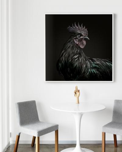 Randal Ford Ayam Cemani Rooster Black Collection Randal Ford