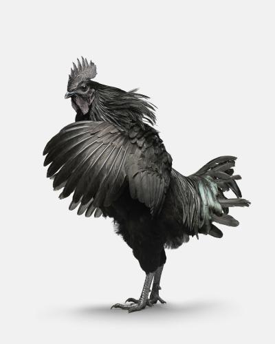 Randal Ford Ayam Cemani Rooster No 1 Randal Ford