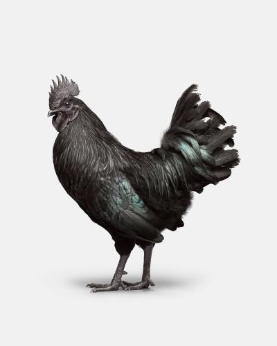 Randal Ford Ayam Cemani Rooster No 2 Randal Ford