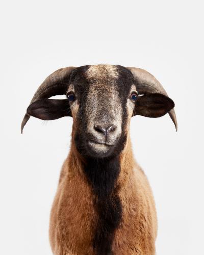 Randal Ford Barbados Black Belly Sheep Randal Ford