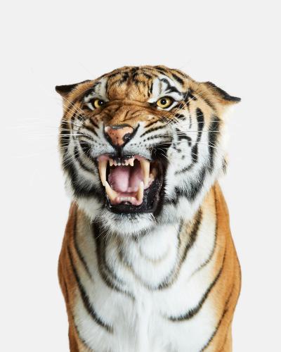 Randal Ford Bengal Tiger No 2 Randal Ford