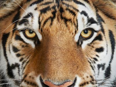 Randal Ford Bengal Tiger No 4 Randal Ford