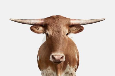 Randal Ford Bevo XV Color Randal Ford