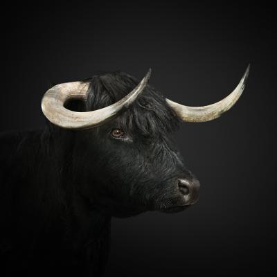 Randal Ford Black Highland Cow Randal Ford