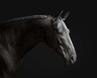 Randal Ford Black Horse No 1 Randal Ford