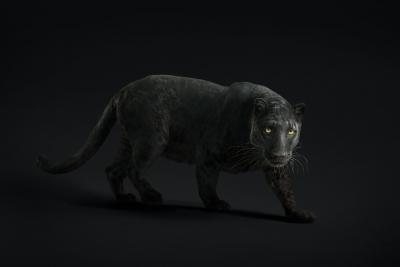 Randal Ford Black Leopard 23 Randal Ford