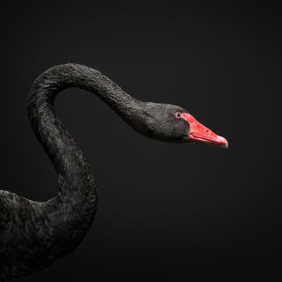 Randal Ford Black Swan No 2 Randal Ford